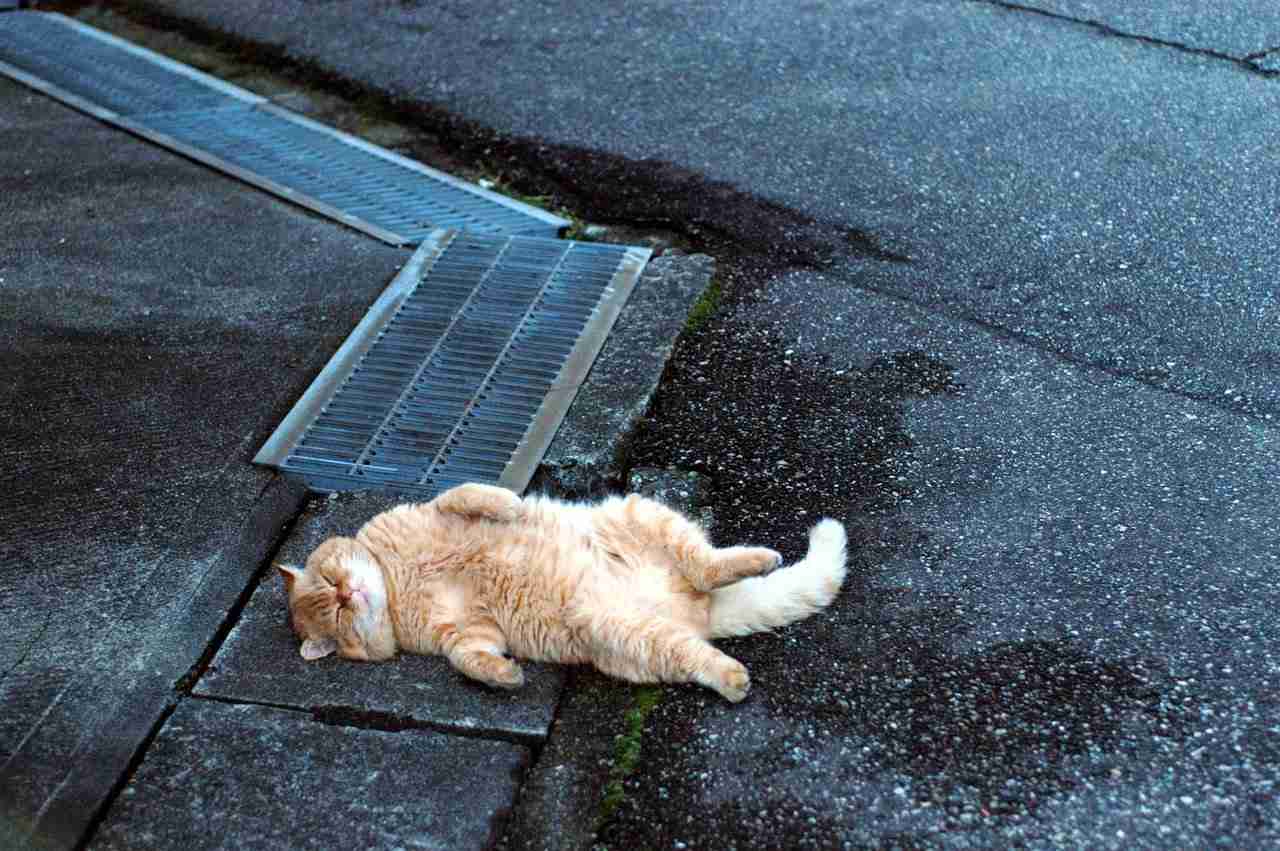 がるちゃん猫カフェ63号店 開店しました♪(初めての方も大歓迎!!)