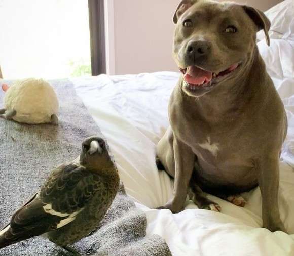 瀕死の状態だった鳥を発見した犬。保護したところ犬の母性が炸裂し母乳が出るように（オーストラリア） : カラパイア