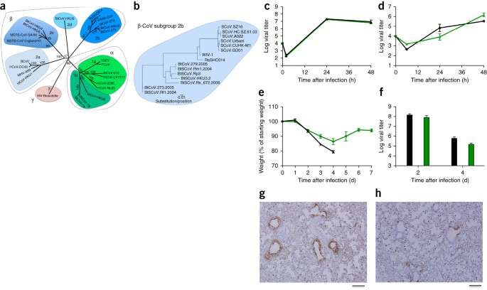 A SARS-like cluster of circulating bat coronaviruses shows potential for human emergence | Nature Medicine