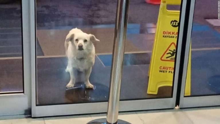 CNN.co.jp : トルコの忠犬、病院前で６日間待機　飼い主の退院を待つ