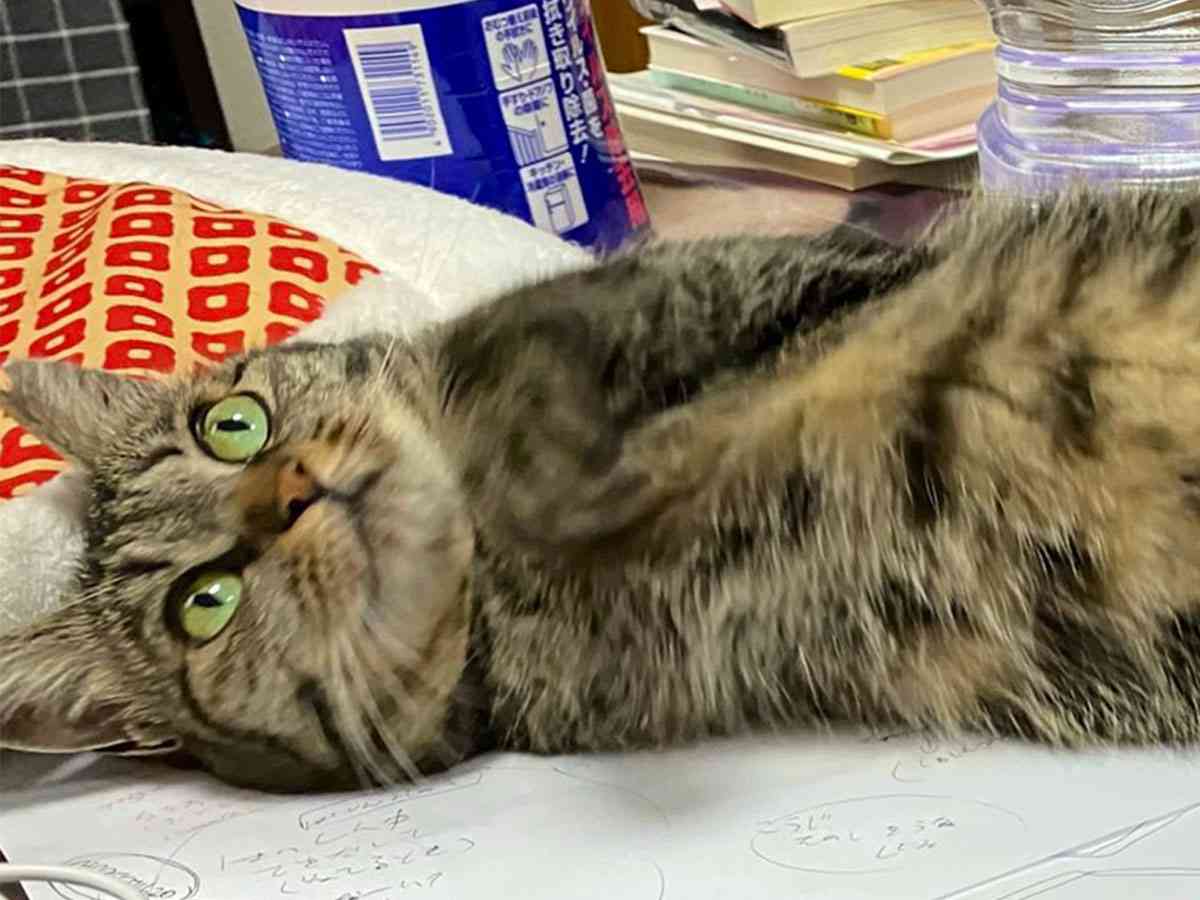 「仕事をさせるものか…」　机を占拠する猫に、吹き出す人続出  –  grape [グレイプ]