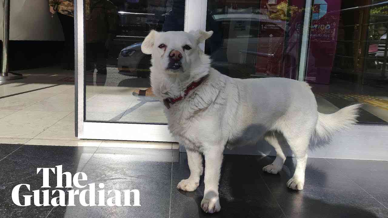 How Boncuk the dog waited days outside Turkish hospital - YouTube
