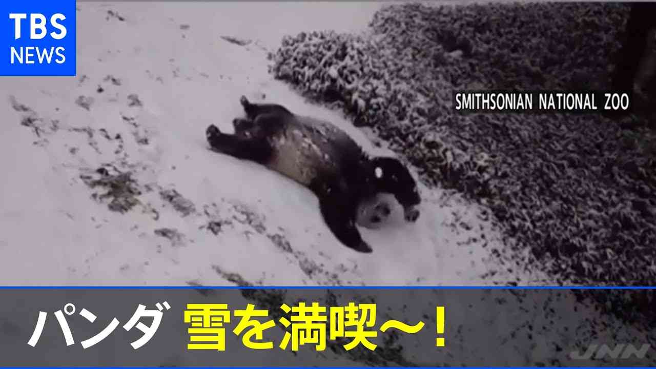 パンダが雪を満喫 坂道を大の字で - YouTube