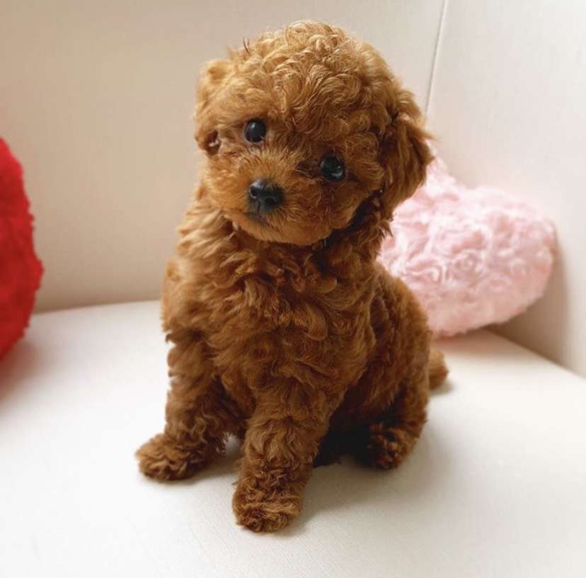 犬のかわいい画像をはるトピ