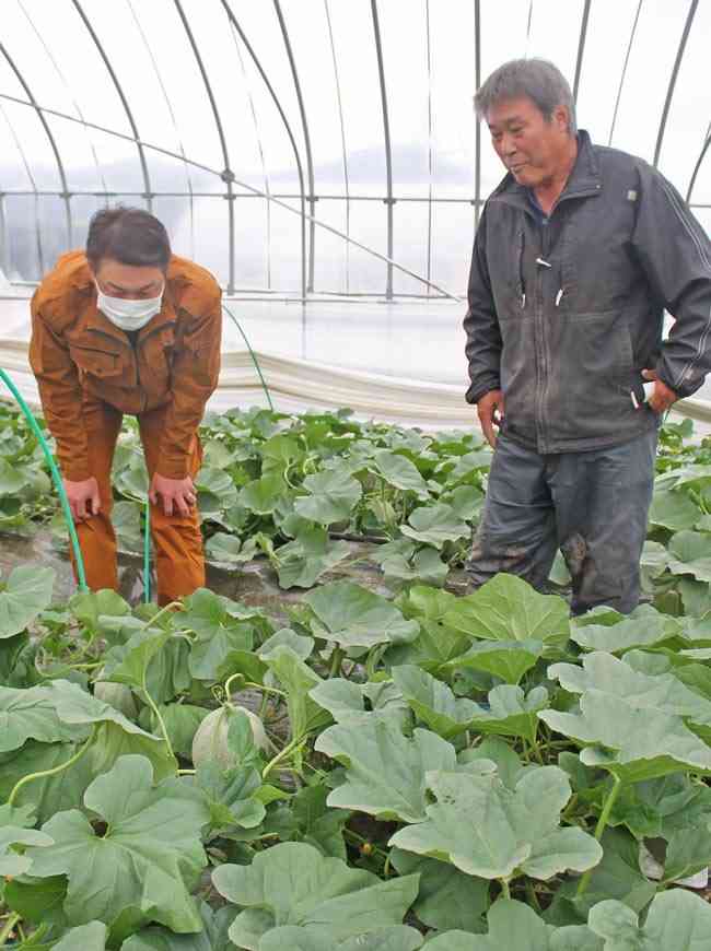 夕張メロン　試練の季節　実習生不在、8万玉減産（日本農業新聞） - Yahoo!ニュース