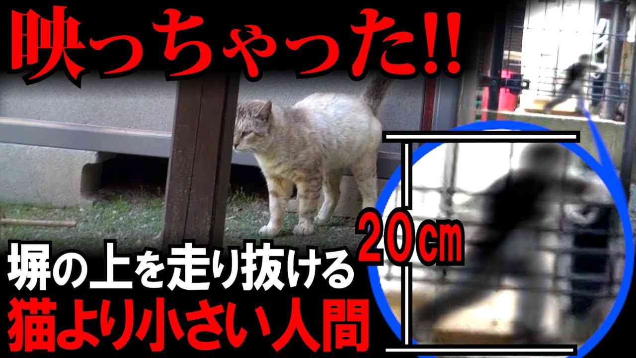 【話題騒然】こびとが猫動画に映っちゃった！身長20センチ…コロボックルか？妖精か？小さいおじさんか？猫より小さい人間…検証動画　Small creature in the camera - YouTube