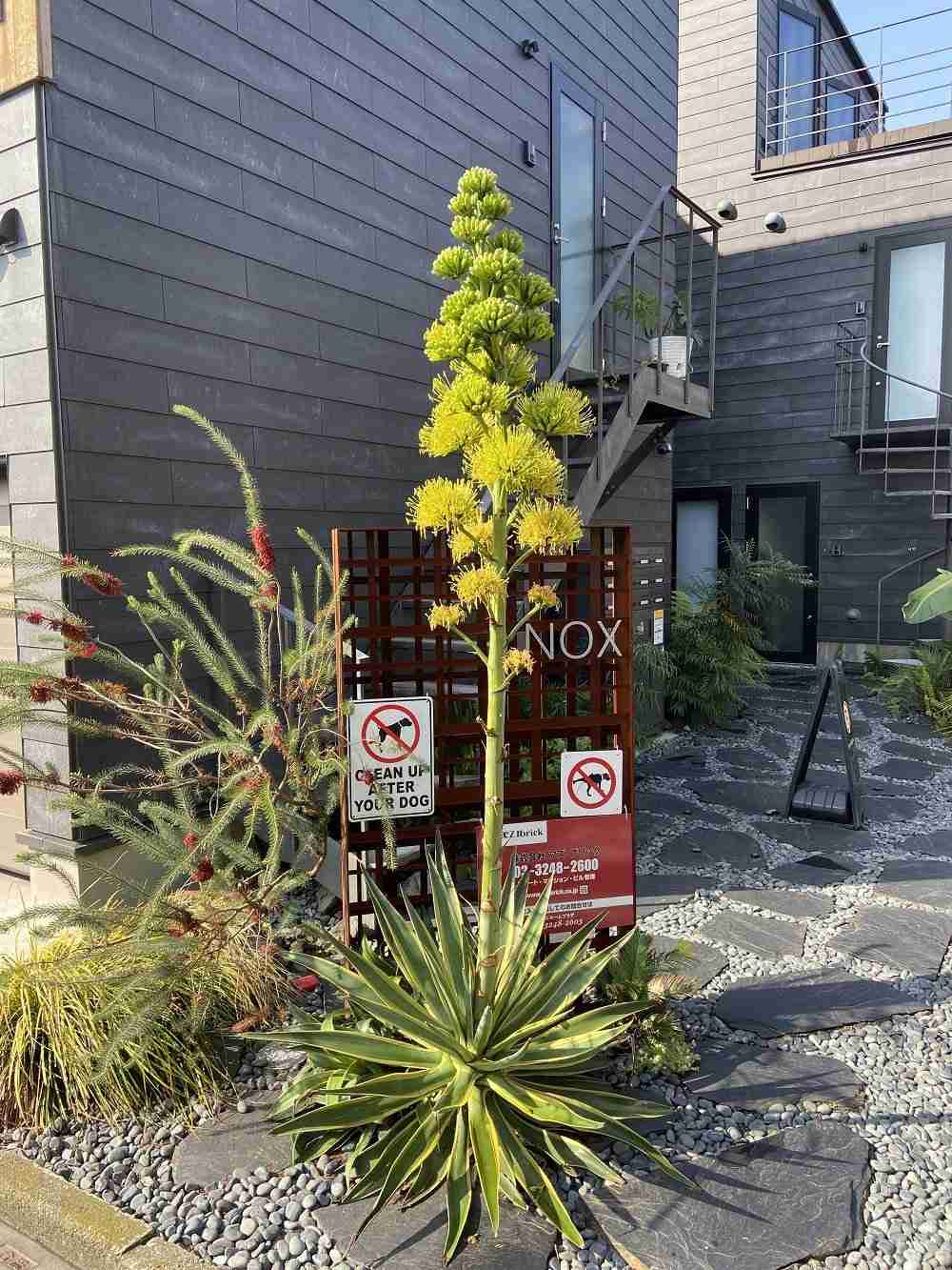 100年に1度しか咲かない「アガベ」が自宅の庭で開花!? どれだけ珍しいのか植物園に聞いた