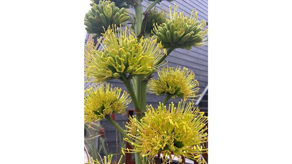 100年に1度しか咲かない「アガベ」が自宅の庭で開花!? どれだけ珍しいのか植物園に聞いた