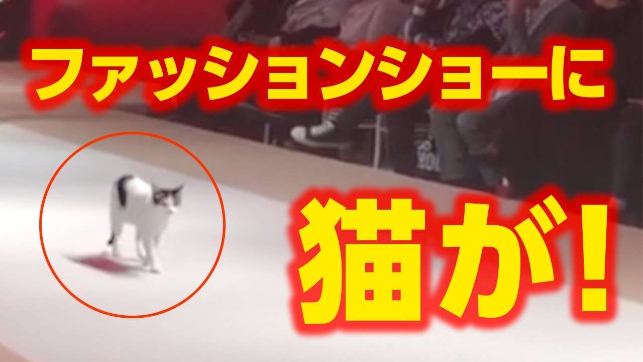 【面白い動画】猫がファッションショー乱入！マイペースで可愛すぎるww - YouTube
