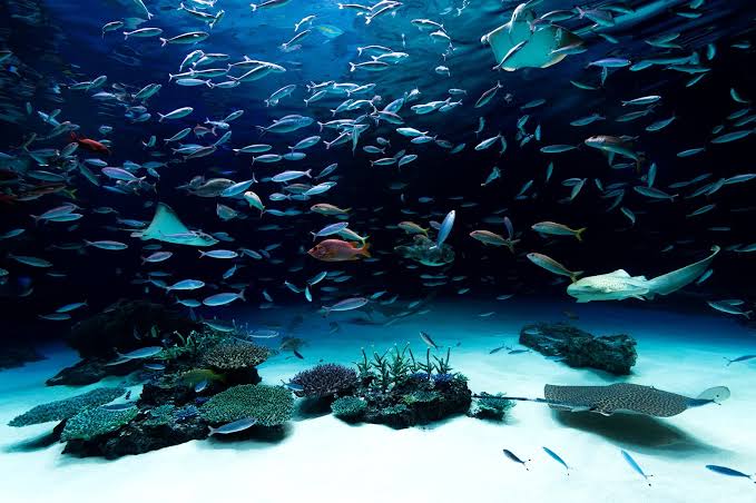 すみだ水族館の恋愛相談コーナーが神回答！重い相談もしっかり対応ｗ | インターネットの中に漂流する今をときめくネタを語ります！
