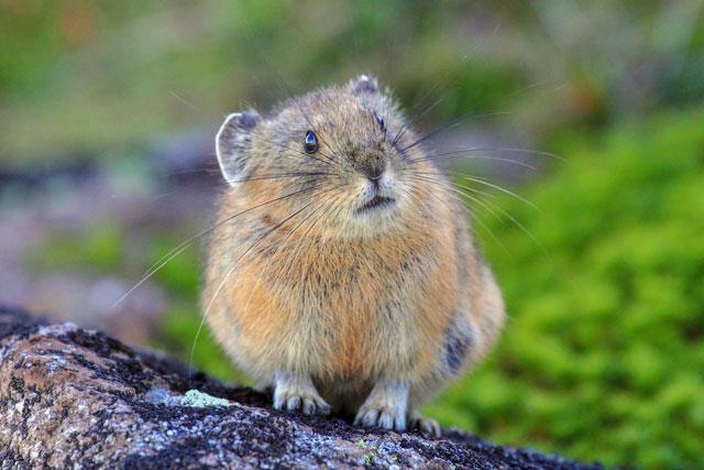 【風景】おすすめの写真集【動物】