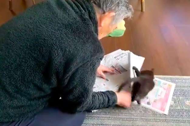 この父と子猫のタッグ最強か？「すごい精神力」を持つ父に「こんな動じない漢になりたい…」と反響。