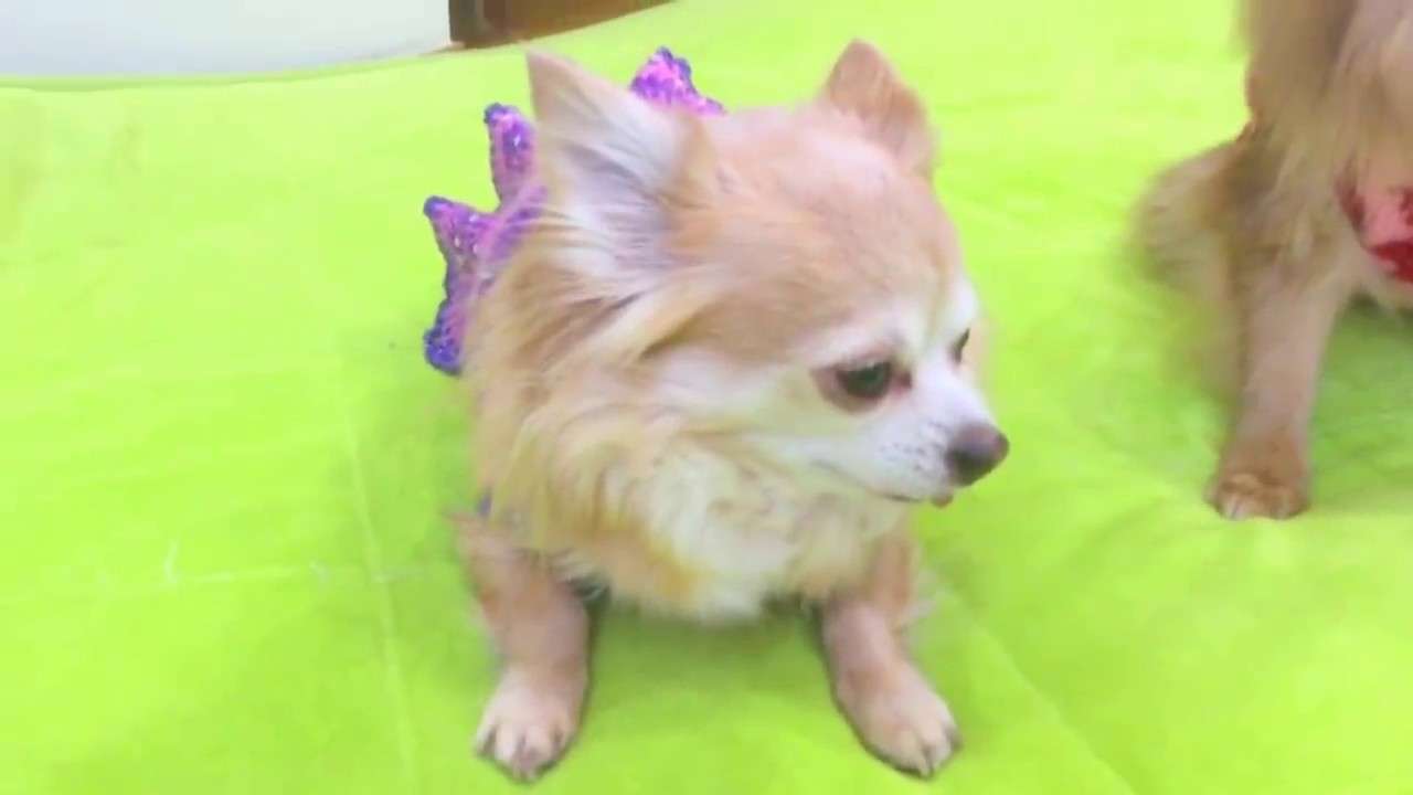 どーせあんたやろ‼︎ - YouTube