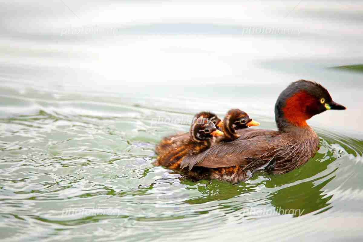 ガルちゃん野鳥図鑑