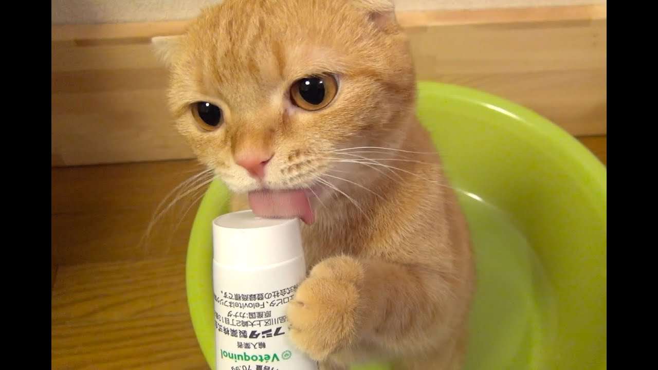 これはクセになる美味しさニャ～ | 肉球ドットコム（299.com）