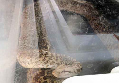 逃げ出したヘビの飼い主、その他に飼っていた4mのヘビ、ワニなど売却