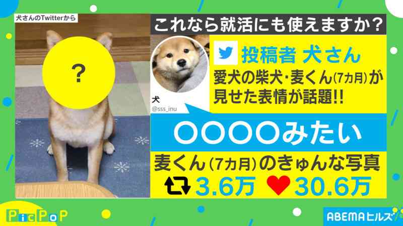 30万人のお墨付き…!? お手本のような“犬の証明写真”に「マジメで誠実そう」と称賛の声