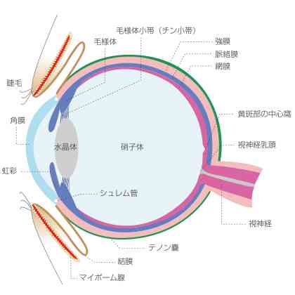 飛蚊症の人。