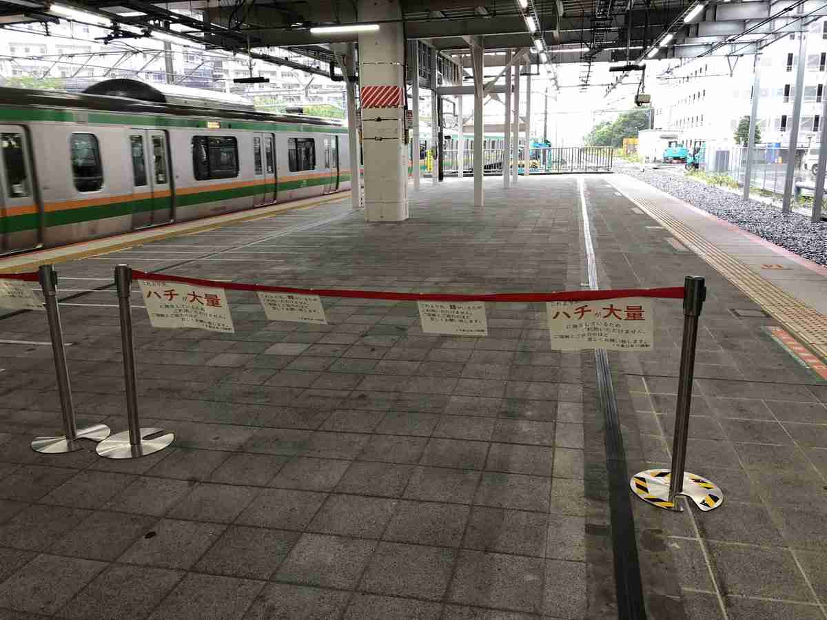JR川崎駅でハチ大量発生　ホームの一部を規制
