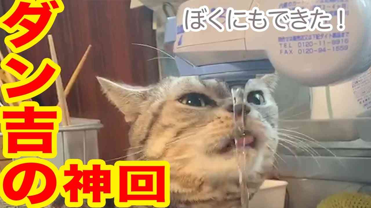 ⑤猫のダン吉と蘭丸の家呑み？水飲み！第二弾！【The cats Dankichi and Ranmaru “We are drinking at home!” Part2!】 - YouTube