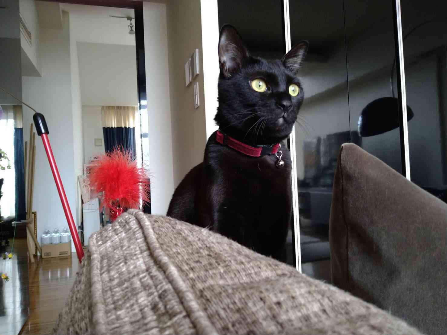 小泉今日子　保護猫を飼うことになったきっかけ　愛猫命日に重なった偶然の出来事