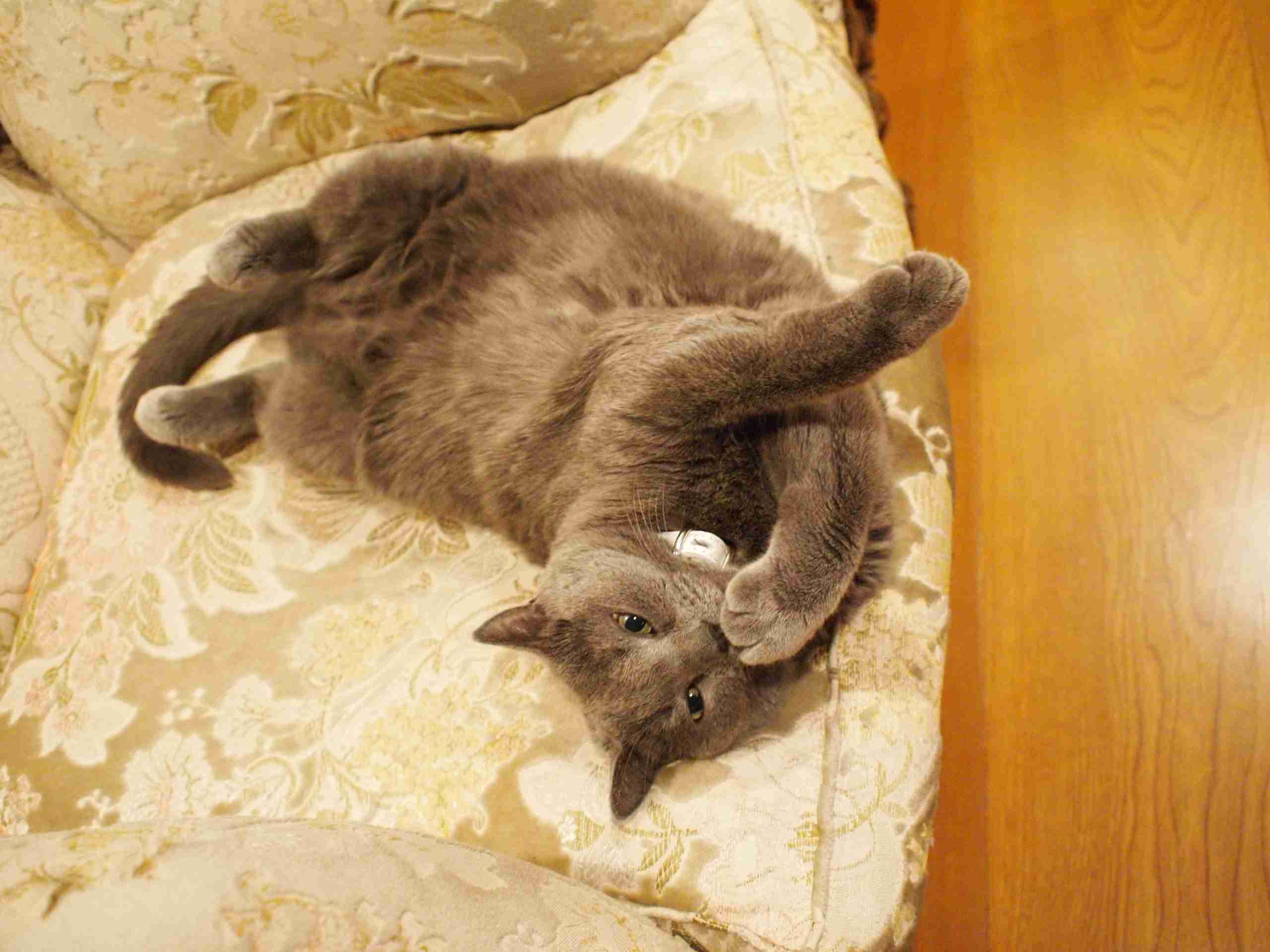 小泉今日子　保護猫を飼うことになったきっかけ　愛猫命日に重なった偶然の出来事