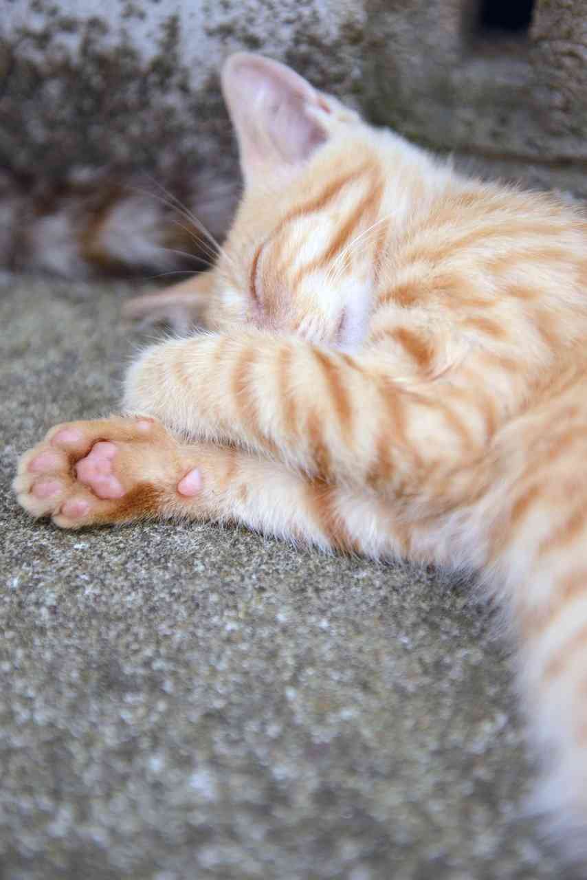 がるちゃん猫カフェ63号店 開店しました♪(初めての方も大歓迎!!)
