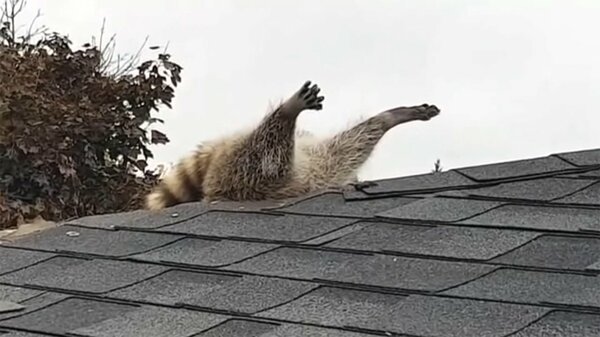 アライグマ 屋根に刺さる　なぜ? 救出男性に聞いた