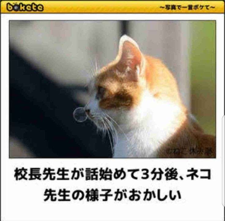 猫の横顔が好き