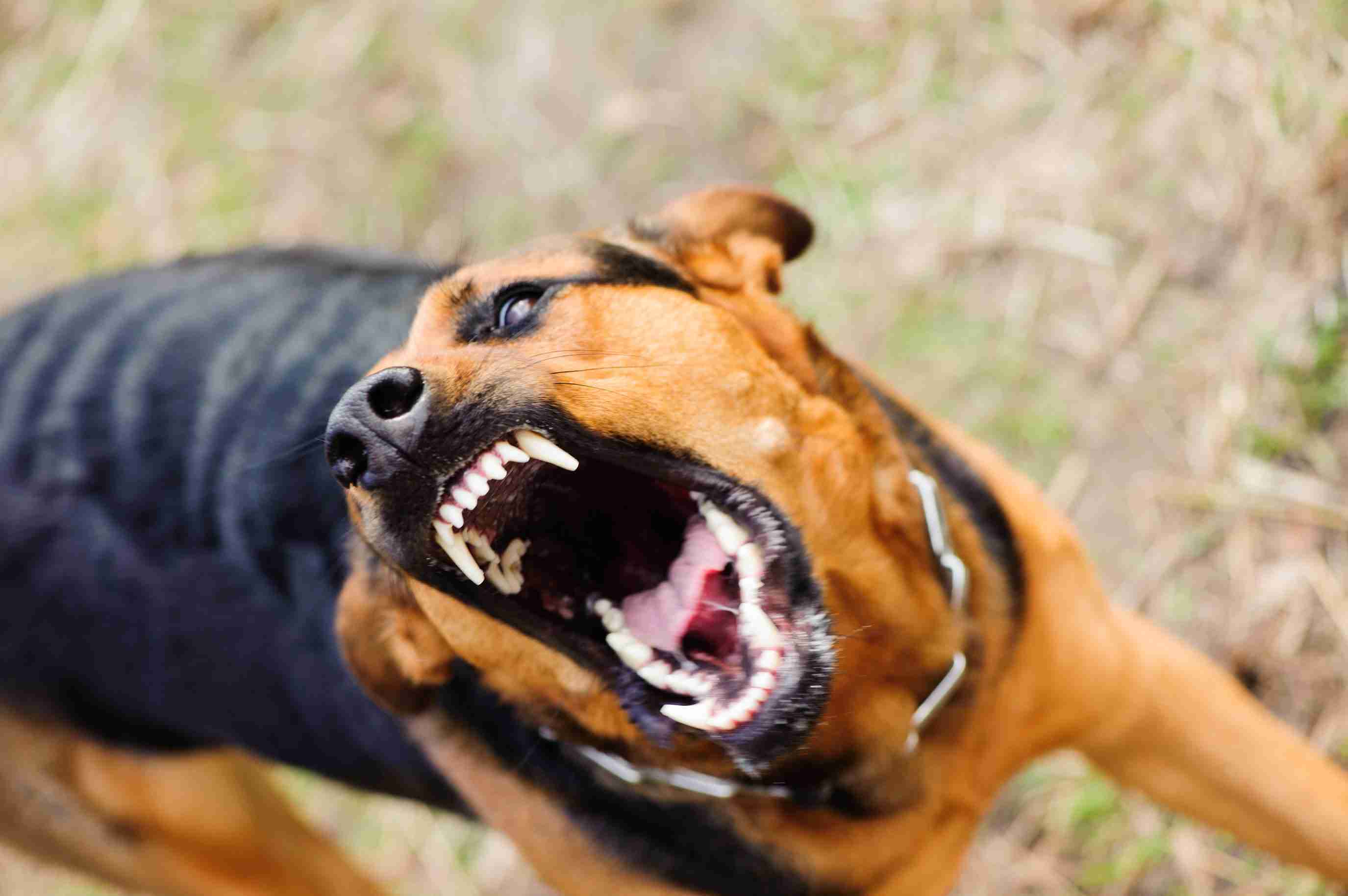 愛犬家を狙う新手の詐欺「噛まれ屋」　弁護士は「損害賠償は生じない」と分析 – ニュースサイトしらべぇ
