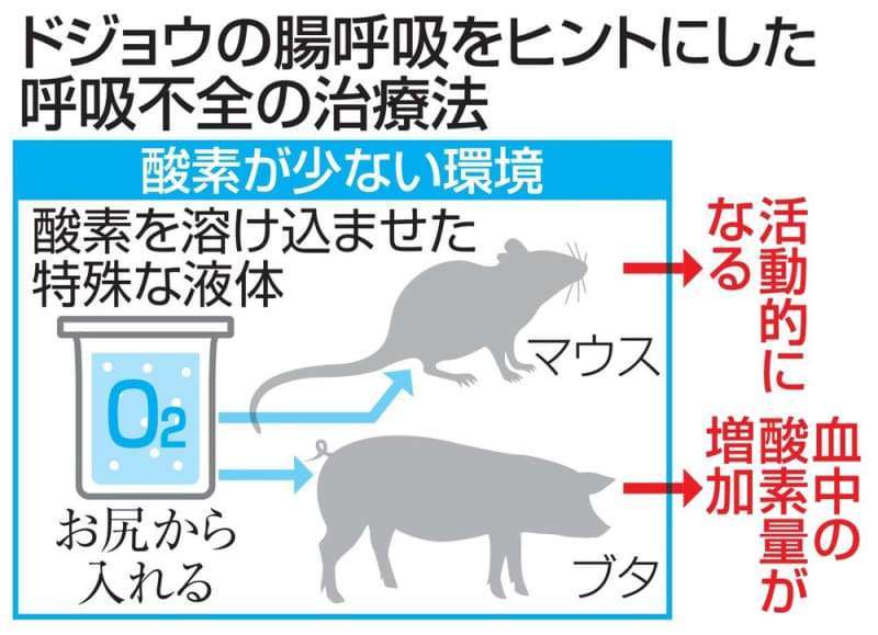 尻から酸素、呼吸不全を改善 コロナ治療に応用も