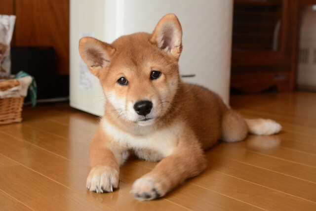 「犬を擬人化している」と感じる飼い主は52% 「子どものような存在」「相棒やパートナーのような存在」