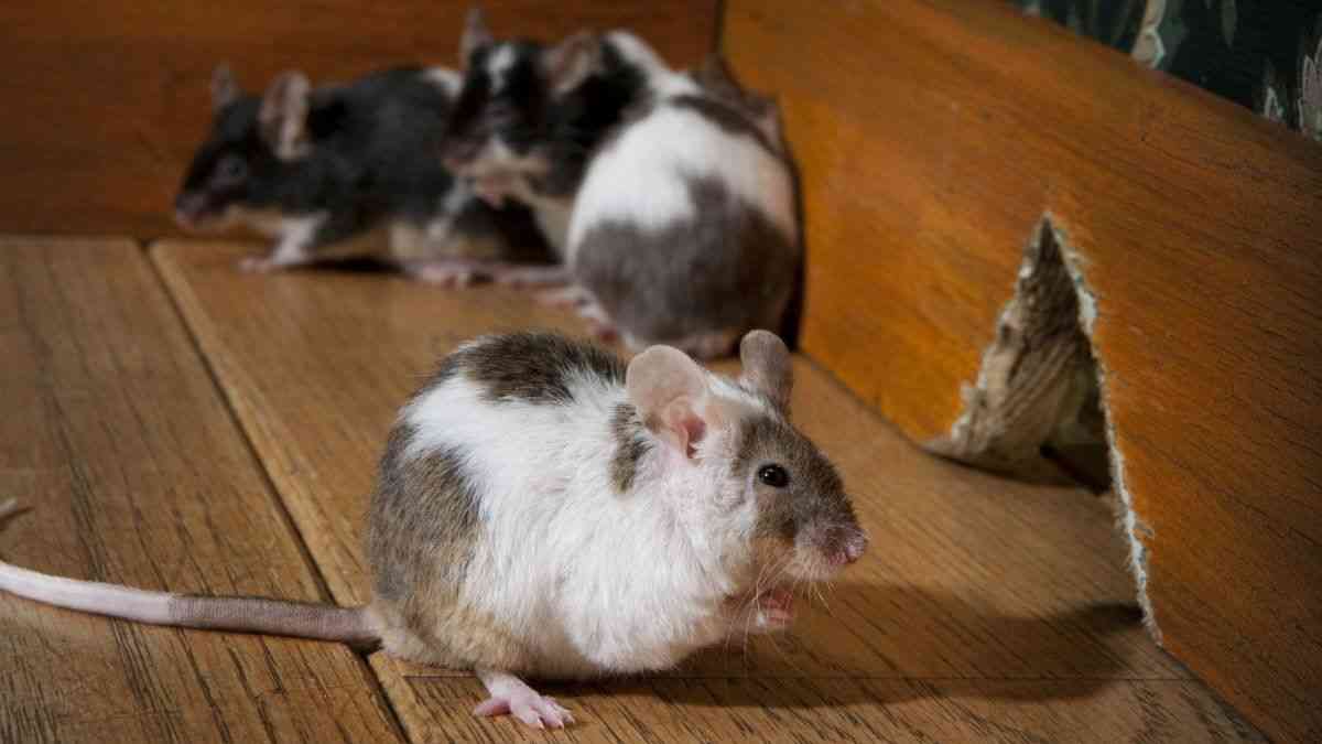 マウスの脳に埋め込んだワイヤレスデバイスで他の個体と仲良くさせることに成功