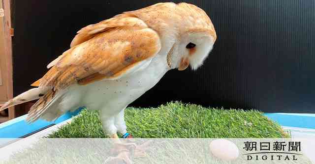 メンフクロウ4歳、実はメスでした　寝室に行くと卵が：朝日新聞デジタル