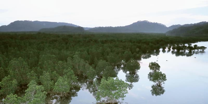奄美・沖縄、10日にも可否勧告　世界自然遺産登録、ユネスコ ｜ 共同通信