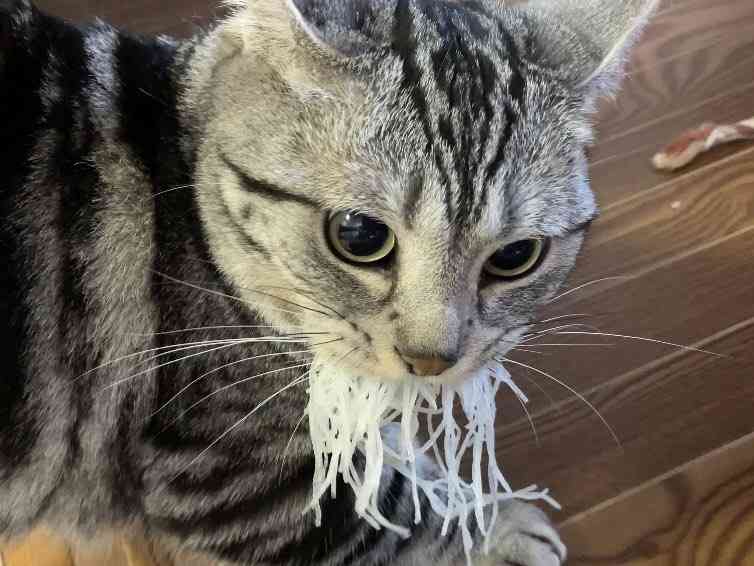 あ 魚じゃニャい 刺身のツマ を強奪した猫 匂いに誘われ頬張るもお気に召さず ガールズちゃんねる Girls Channel