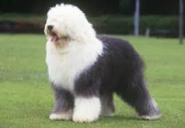 大型犬が好きな人