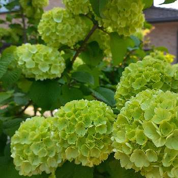 いろんなグリーンの花が見たい