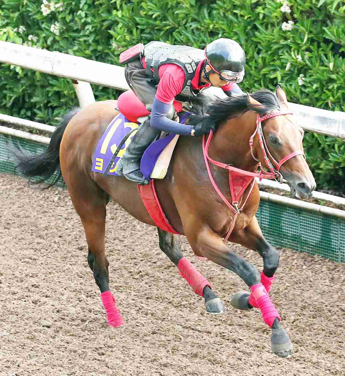 【宝塚記念】ヨシオとキングニミッツが回避　サマーグランプリは１３頭立てに（スポーツ報知） - Yahoo!ニュース