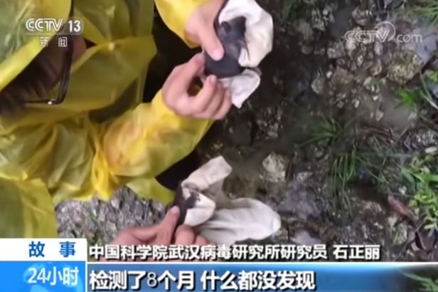 「コウモリが手袋かんで破れた」武漢研究所が削除した映像あった（朝鮮日報日本語版） - Yahoo!ニュース