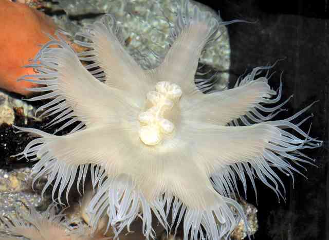 水族館でひっそり15年　実は新種だったイソギンチャク