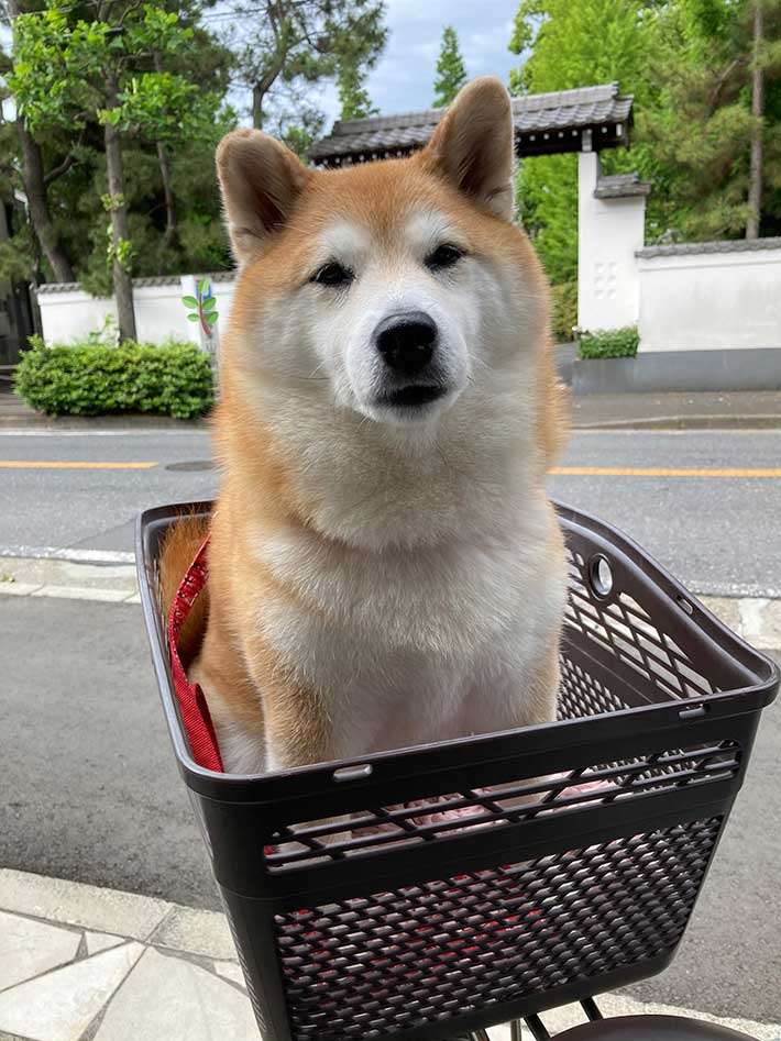 柴犬「公園に行けると思った」 注射後の表情に、笑いがこみ上げる