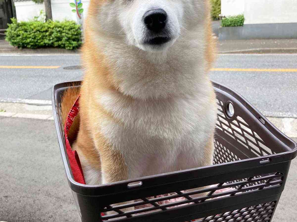 柴犬「公園に行けると思った」　注射後の表情に、笑いがこみ上げる  –  grape [グレイプ]