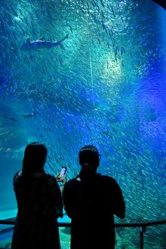 輝くイワシ1万5000匹　茨城県大洗水族館　音楽や光、19日から新演出（茨城新聞クロスアイ） - Yahoo!ニュース