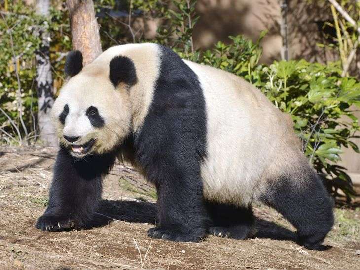 上野動物園で双子のパンダが生まれる