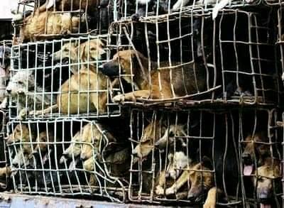 2021年ユーリン犬肉祭りはあるか？行政が新たな規制を設け、祭り開催はさらに厳しく | PCA ~ Power of compassion for all ~ おもいやりのちから