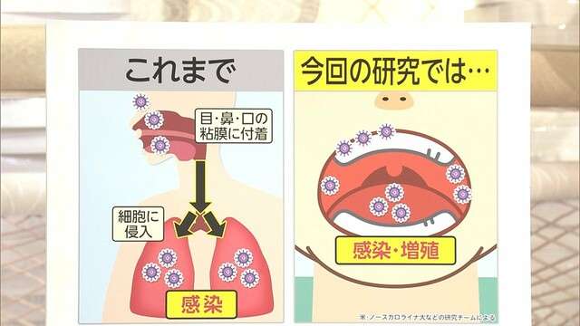 コロナウイルス 口の中で増殖　アメリカ研究チームが発表（フジテレビ系（FNN）） - Yahoo!ニュース