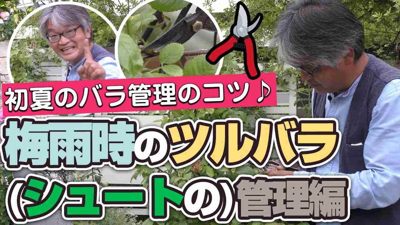 【バラの育て方】初夏のバラ管理のコツ♪梅雨時のツルバラ(シュートの)管理編 - YouTube