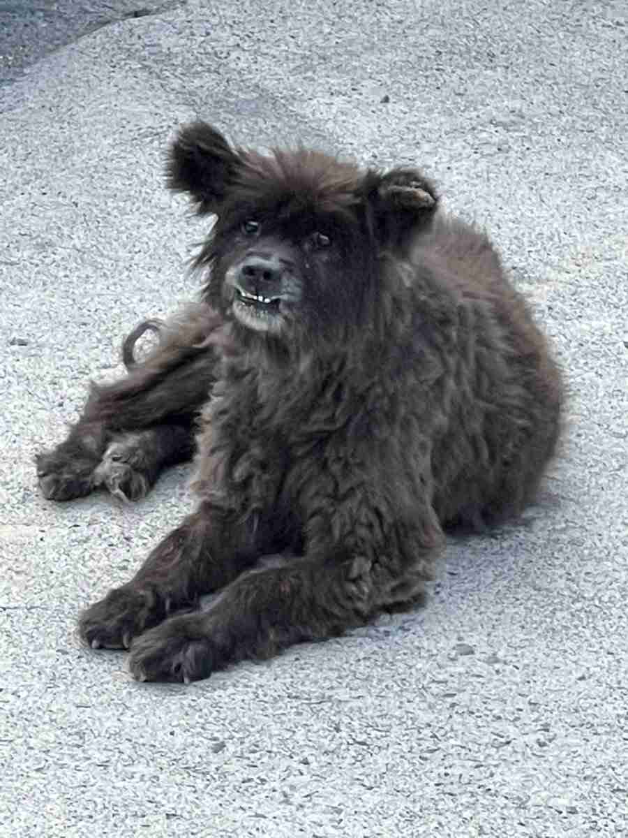 クマではなく「犬」　福島に出没した“謎の生き物”、無事に飼い主のもとへ　安堵の表情うかべる