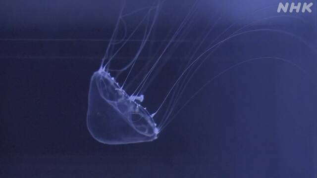 加茂水族館で飼育 人気のクラゲが“新種”と判明 山形 鶴岡 | NHKニュース